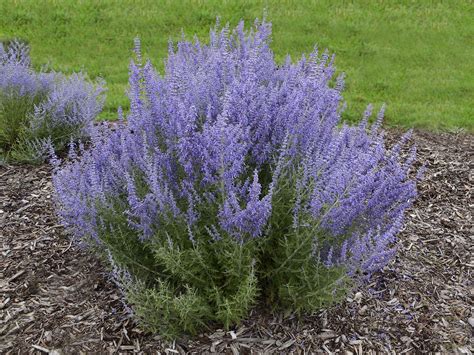 Growing Awesome Russian Sage From Bare Root Walters Gardens Inc