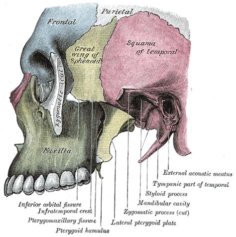 Sideview Of The Human Skull Online Biology Dictionary