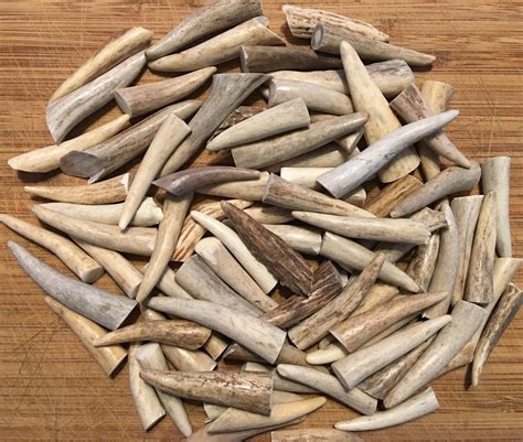 100 Pack Deer Antler Tips Tines Points Small 15 Etsy