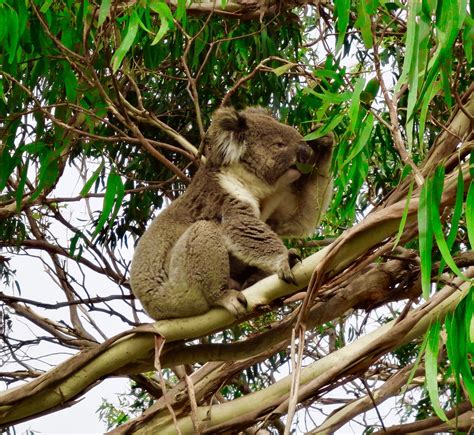Koala Bear Nsw Australia Gemma Gormley Flickr