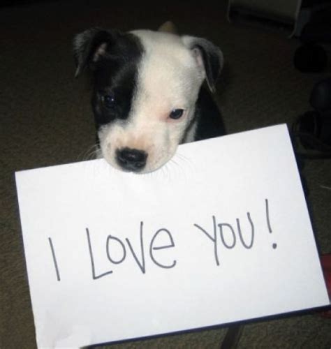 We say the eyes are the soul's door, and for animals and humans this is real. EVERY PROMISE OF GOD PASS IN TEST OF TIME.