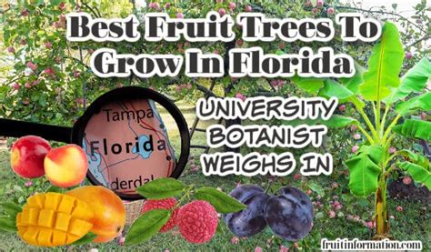 Best Fruit Trees To Grow In Florida