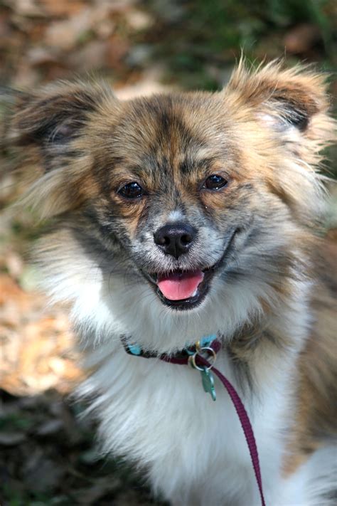 An affectionate and loyal family member, the corgi is happy to be an only dog and can be gentle. Vincent http://www.tracysdogs.com/adopt/glendale-co---may ...