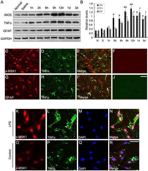 A Western Blot Analysis Showed The Time Course Of Tnfα Inos And Gfap Download Scientific