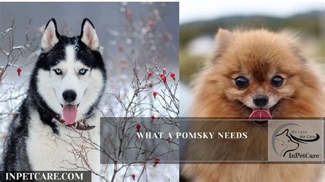 Siberian Husky Pomeranian Mix Pomsky Full Guide Photos