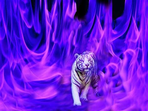 We offer an extraordinary number of hd images that will instantly freshen up your smartphone or computer. Tigers :: | Động vật