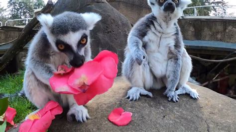Ring Tailed Lemurs Snack On Flowers Youtube