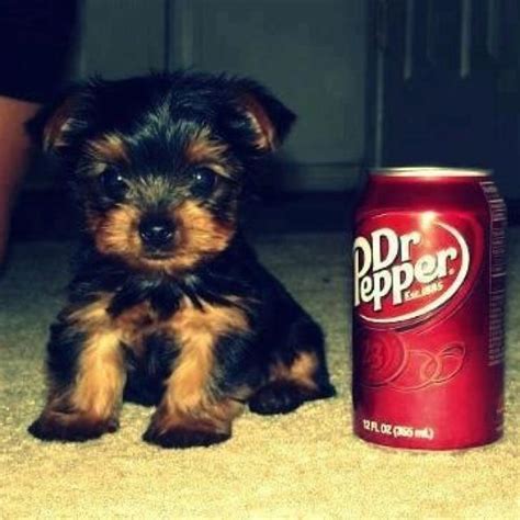 Baby Yorkie Cute Baby Animals Tiny Puppies Cute Dogs