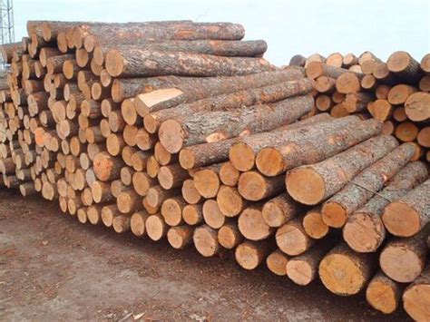 White Round Shape African Teak Wood Logs For Furniture Usage With Length 8 10 Feet At Best