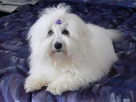 Coton De Tulear Dogexpress