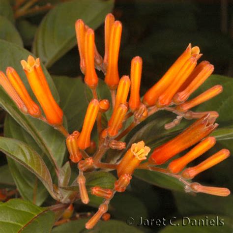 Firebush Florida S Wildflowers Butterflies