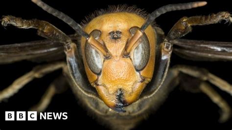 Murder Hornet First Nest Found In Us Eradicated With Vacuum Hose