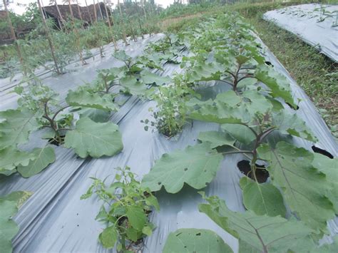 We did not find results for: Teknik Budidaya Tanaman Terong | Kebun Organik