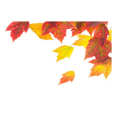 Red Maple Leaves Frame Background Png Images Download