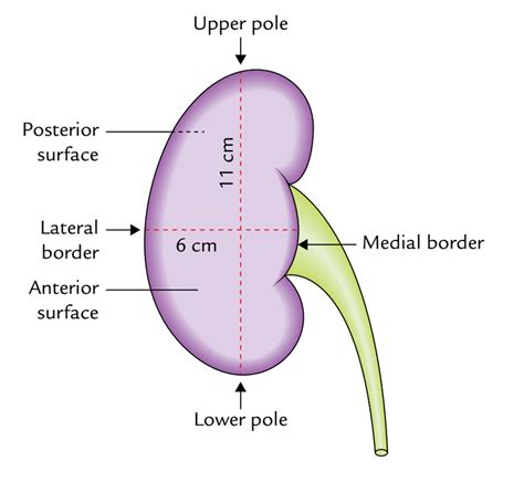 Internal Structure Of The Kidney