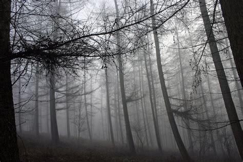 Foggy Forest 4 Free Photo Download Freeimages