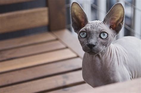 8 Sphynx Cat Colors An Overview With Pictures Hepper