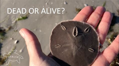 Are Sand Dollars Alive Learn To Tell The Difference And Other