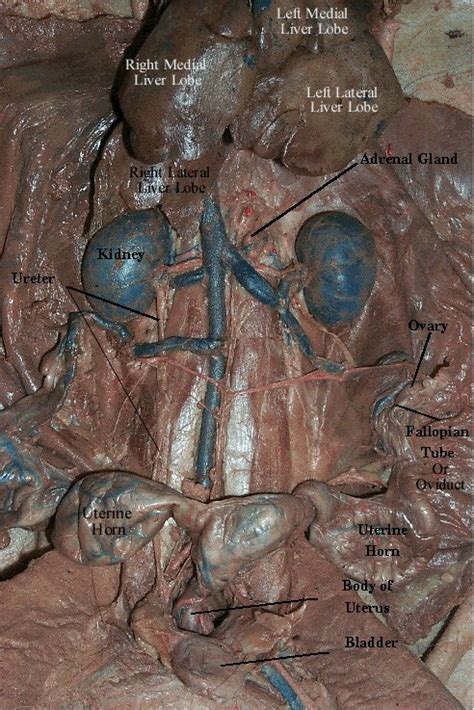 Cat Manuals / Blue3Main excretory system