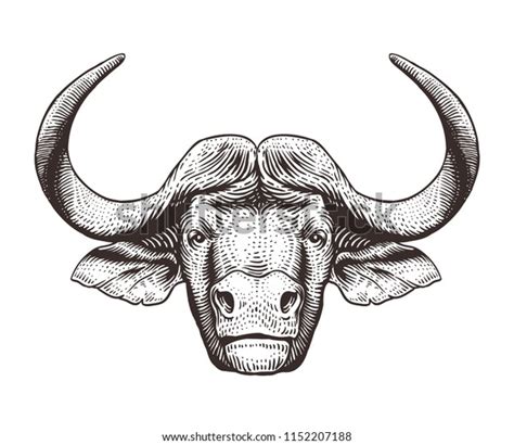 Buffalo Head Isolated On White Background Stock Vector Royalty Free