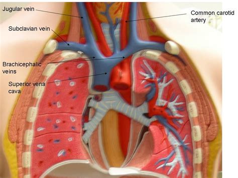 Major muscles of the body diagram. Slide13.JPG (960×720) | Respiratory, Carotid artery, Model