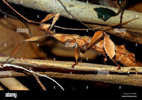 Australian Giant Prickly Stick Insect Extatosoma Tiaratum Aka