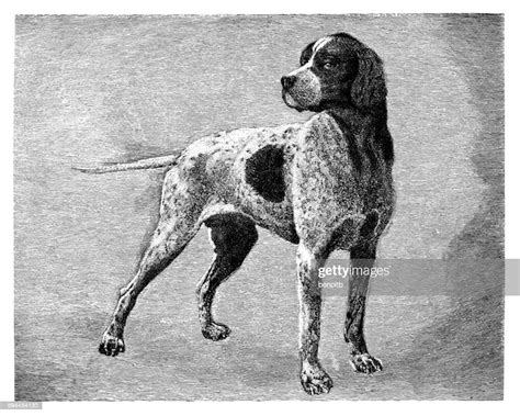 English Pointer High Res Vector Graphic Getty Images
