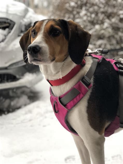 This Is My Girl A 4 Year Old Beaglefoxhound Mix Also Known As The