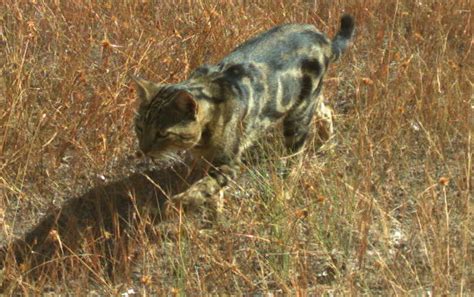 Feral Cat Management Artemis Nature Fund