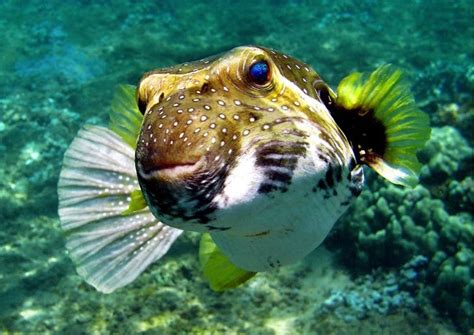 It is regarded as taxonomic relicts, being the sole surviving species of the order amiiformes, which dates from the jurassic to the eocene, persisting to the present.although highly evolved, the bowfin is often referred. Spotted Dogfish | Fish pet, Pets, Animals