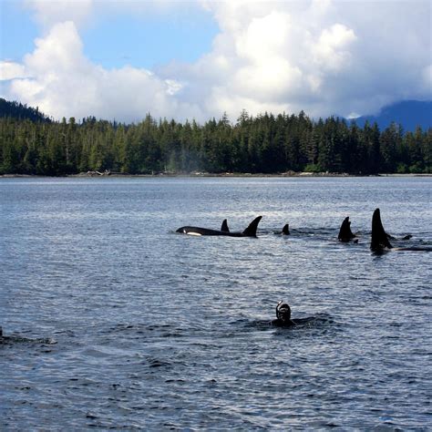 Snorkel Alaska Ketchikan All You Need To Know Before You Go