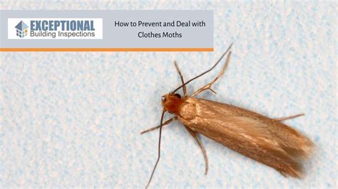 moth proof your wardrobe and defeat clothes moths