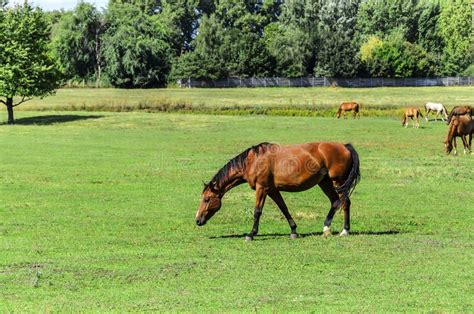 Horses In The Meadow Eat Grass Stock Photo Image Of Domestic Horse