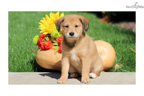 Rosie Shiba Inu Puppy For Sale Near Lancaster