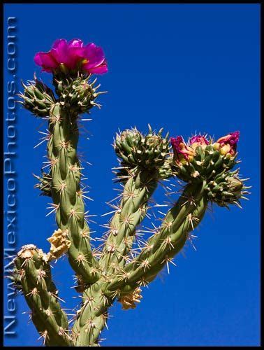 The vibrant color blooms that emerge from tendrils draping and subscription with clay pots (new). New Mexico PhotoJournal: June 2008 | Mexico cactus, Cactus ...