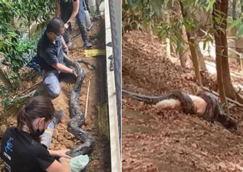 Owner Devastated To Find 3m Long Python Swallowing Pet Dog Outside