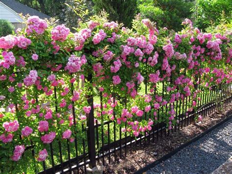 A Peggy Martin Rose Blankets A Garden Fence In Pink Blooms David