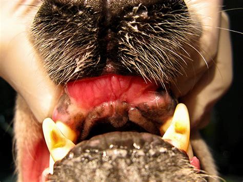 The surgeon must avoid overmanipulation of the surgical field. Oral Cancer Patient 1 - Atlanta Veterinary Dentistry