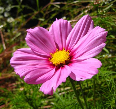 Download cute flower stock photos. Cute Pink Flower | WeNeedFun