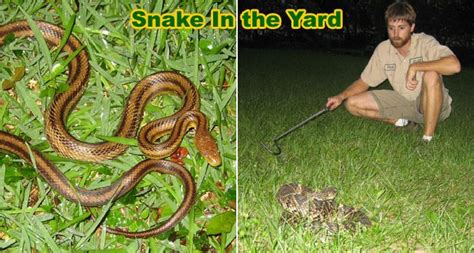 Extensive line of professional control products. How to Keep Snakes Out of Your Yard | Snake, Snake ...