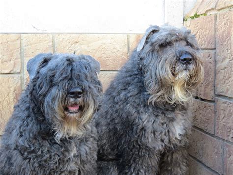 About The Breed Bouvier Des Flandres Rescue South Africa