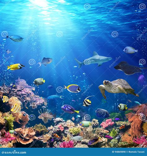 Underwater Scene With Coral Reef Stock Photo Image Of Wildlife