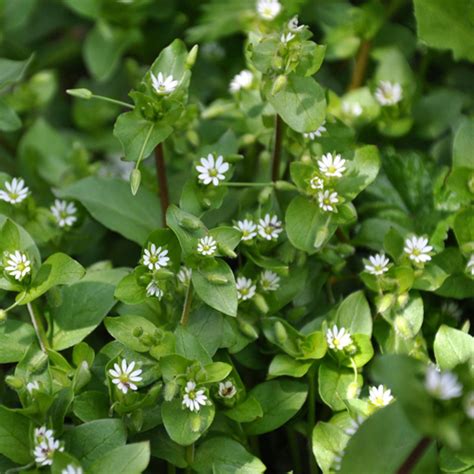 Chickweed Vialii Garden Services