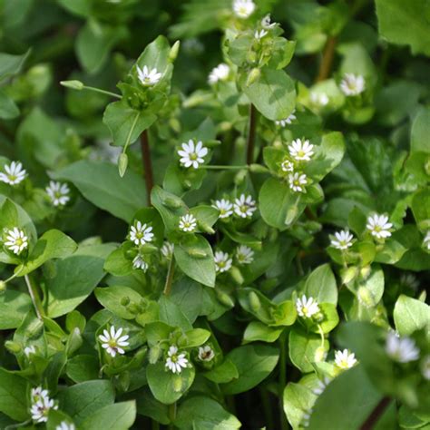 Simply click on the weed image and you will be taken to the relevant page. Chickweed - Vialii Garden Services