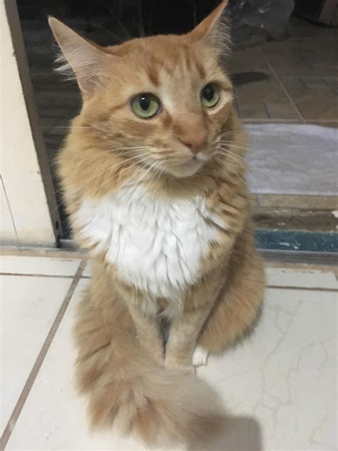 I think my kitty is so photogenic 😍 : r/SupermodelCats