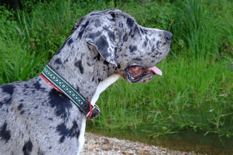 Merle Great Dane Everything You Need To Know About These Beautiful