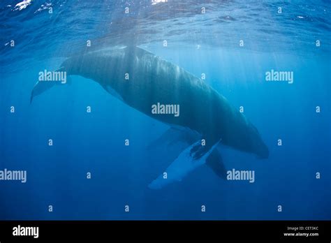 Mother And Calf Humpback Whales Megaptera Novaeangliae Rise To The