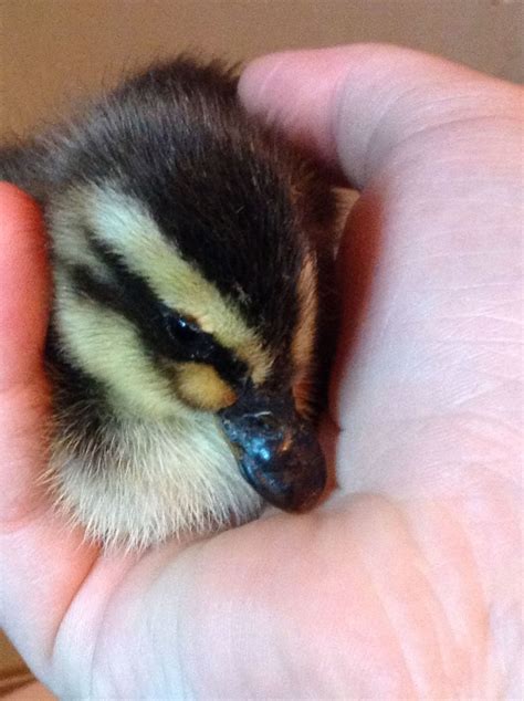 Black And Yellow Baby Ducks Breed