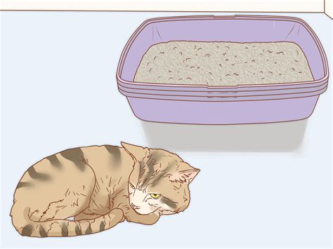 How Do You Treat Blood In A Cats Stool Cat Meme Stock Pictures And