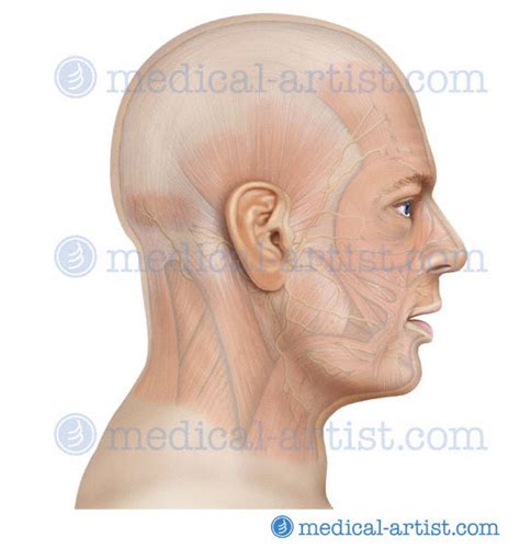 Head and neck surgery the chinese university of hong kong. Anatomy of the Head and Neck - Medical Illustrations ...